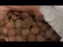 Sacha-Inchi-Samenöl